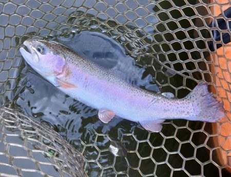 ボトム狙いで好調続く大安トラウトレイク